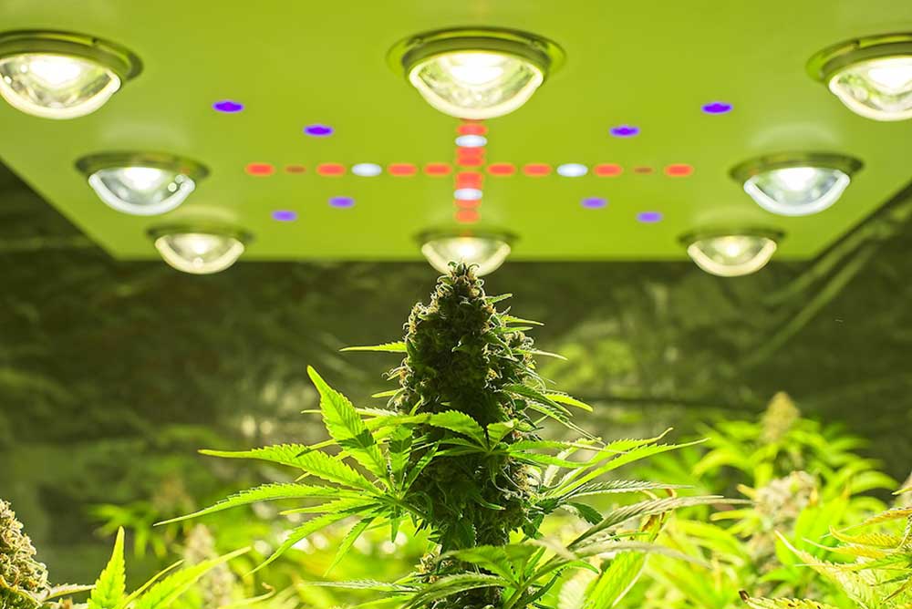 Guide to Autoflower Light Schedule