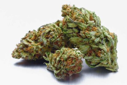 How Many Strains of Weed are There