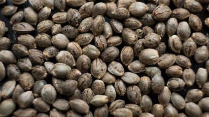 How Much Do Marijuana Seeds Cost