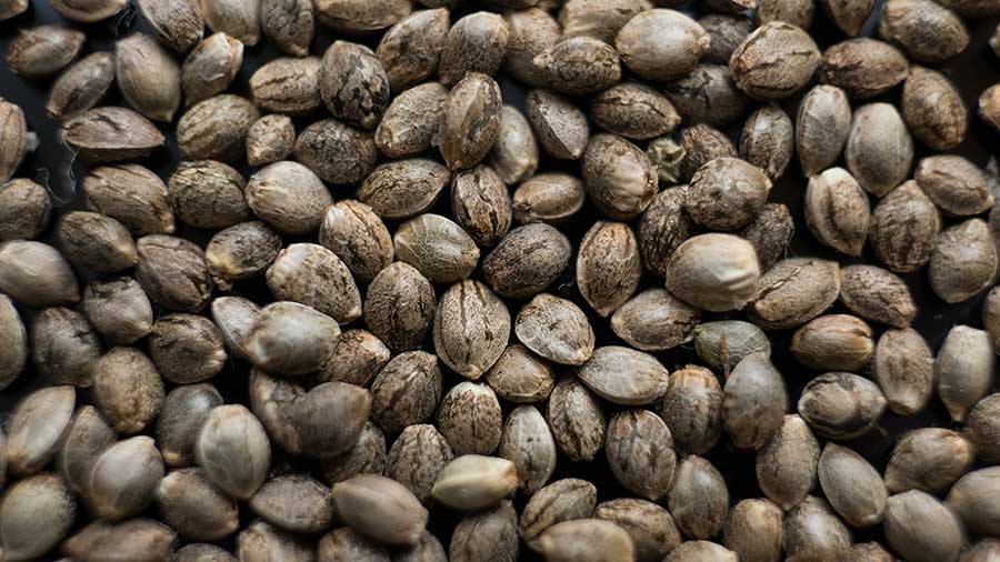 How Much Do Marijuana Seeds Cost?