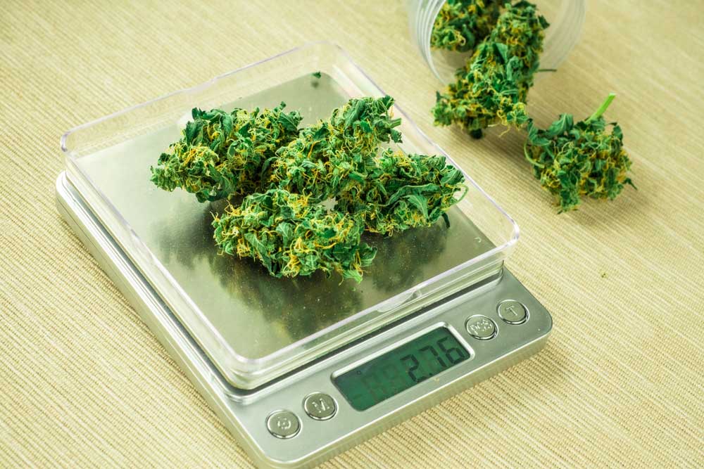 How Much Weed Does One Plant Produce?