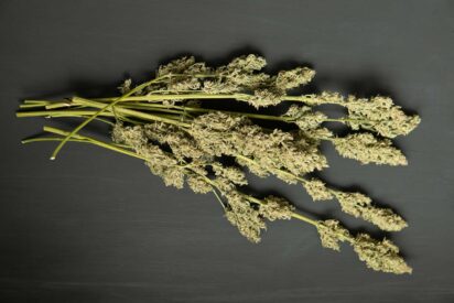How to Dry Weed the Right Way