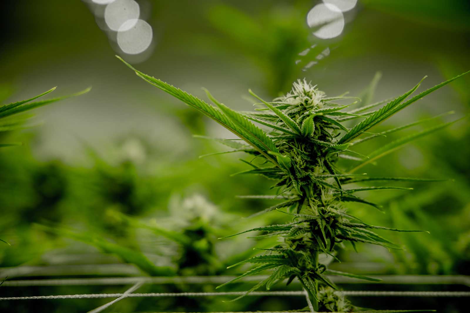 How to Flush Cannabis?