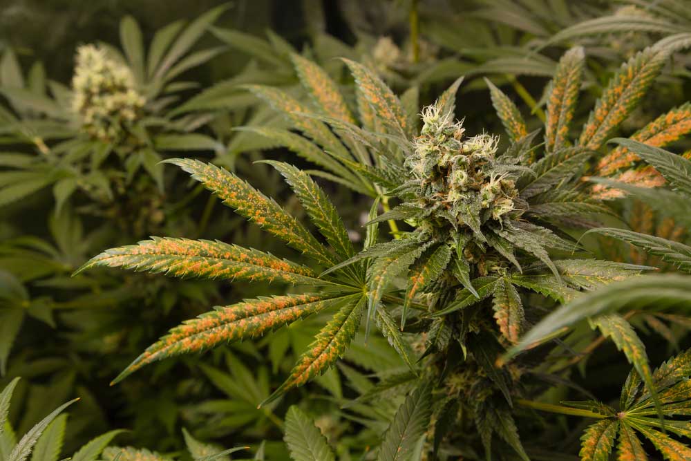 List of Cannabis Deficiencies: How to Prevent & Cure Them