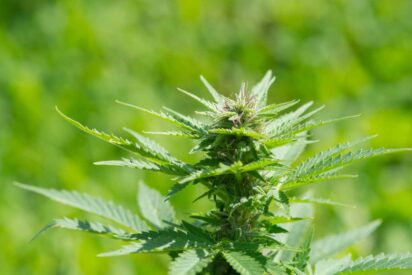 Much Needed Autoflower Nutrients that Cannabis Growers Should Know