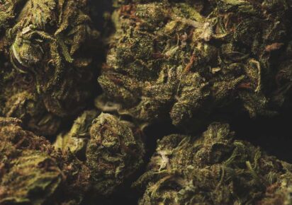 OG Kush vs Blue Dream Which Should You Buy