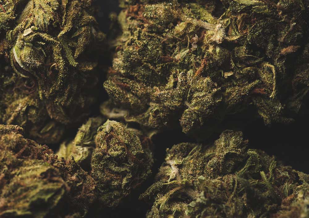 OG Kush vs Blue Dream: Which Should You Buy?