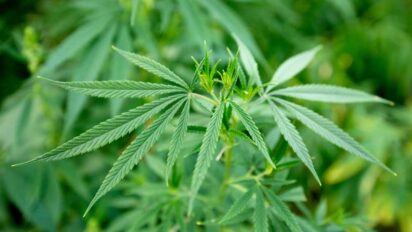 Prevent Hermaphroditism From Affecting Your Marijuana Plants