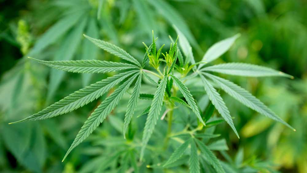 How to Prevent Hermaphroditism From Affecting Your Marijuana Plants