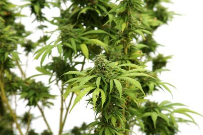 Pros and Cons of Autoflowering Seeds 2