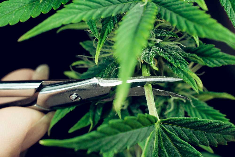 Pruning Cannabis: An Ultimate Guide
