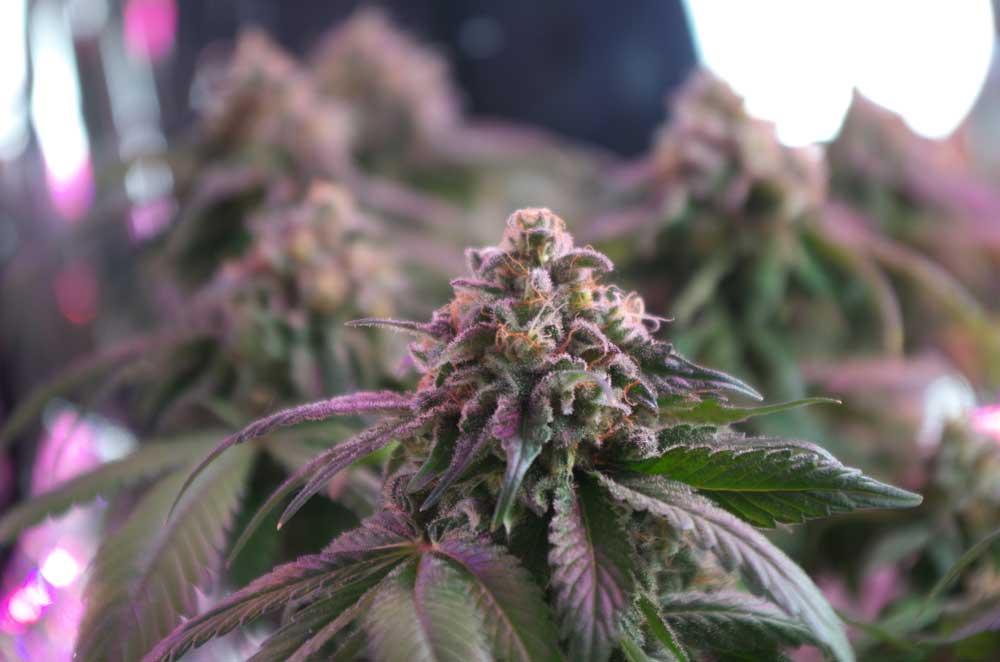 Quick Guide to Growing Weed with CFL