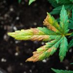 Regular Cannabis Cultivation Common Problems and How to Fix Them