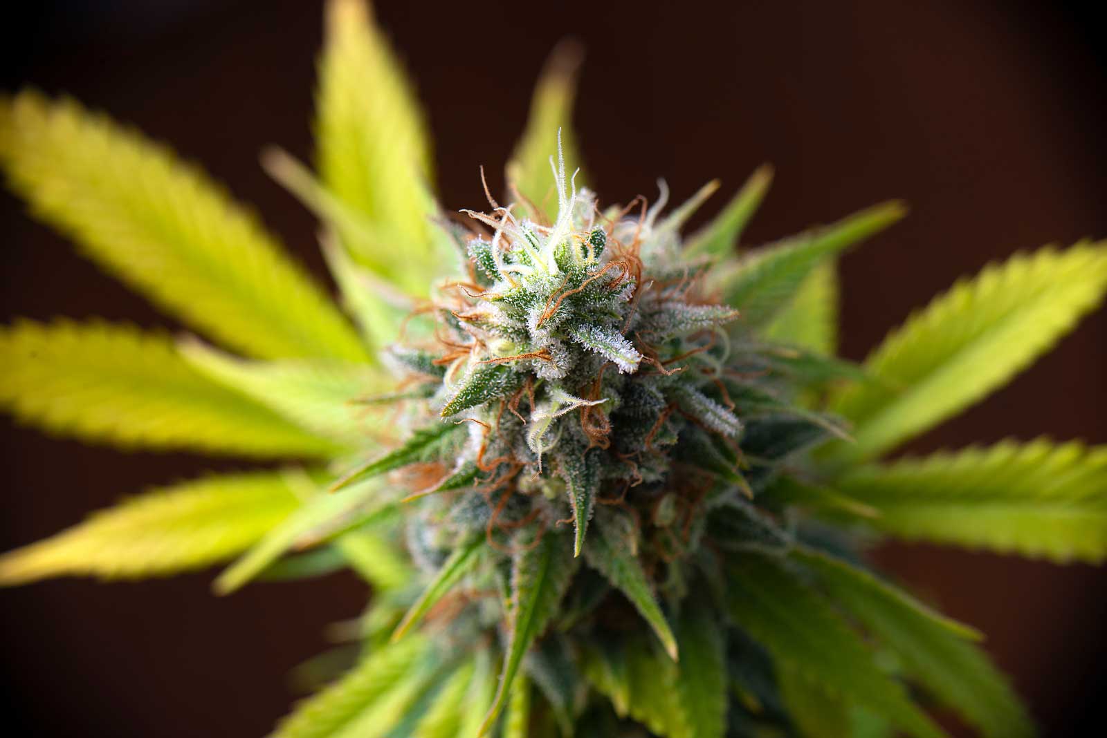 Regular Marijuana Seeds: Facts and Information