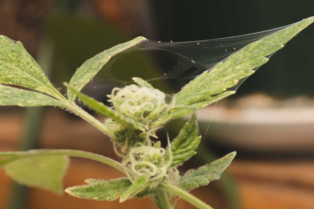 Spider Mites on Weed: Preventing and Removal Guide