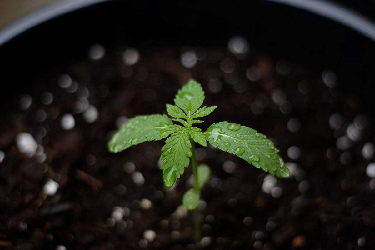 Autoflower Grow Cycle: Understanding the Growth of Your Cannabis