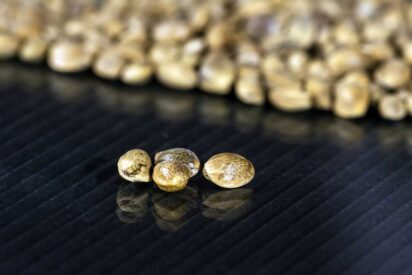 What Are Feminized Marijuana Seeds Must Learn Facts