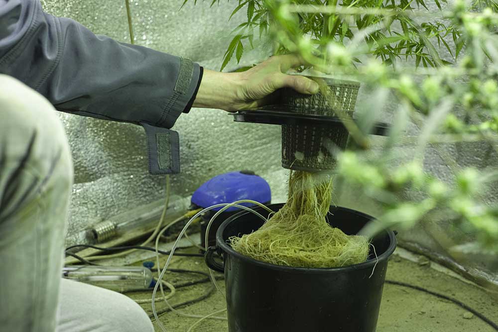 What Are Hydro Weed Strains And Why Should You Buy Them