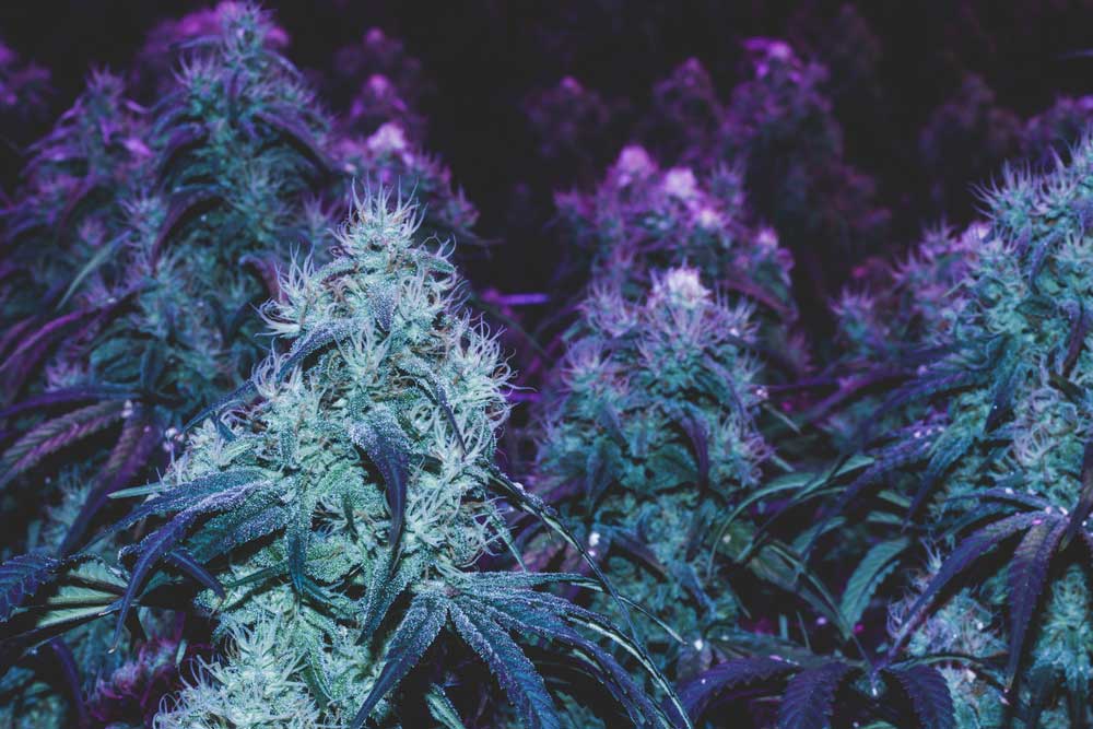 12 Best Sativa Strains You’ll Surely Love