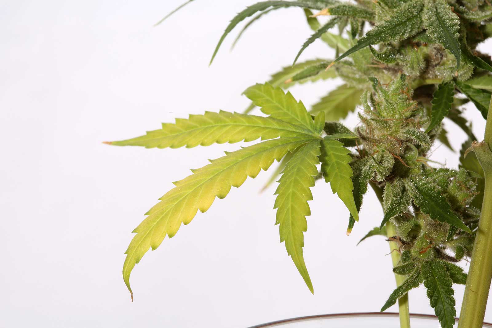 Can You Smoke Weed Stems?