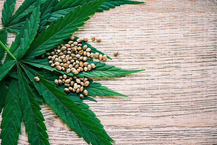 Why Feminized Cannabis Seeds are Preferred?