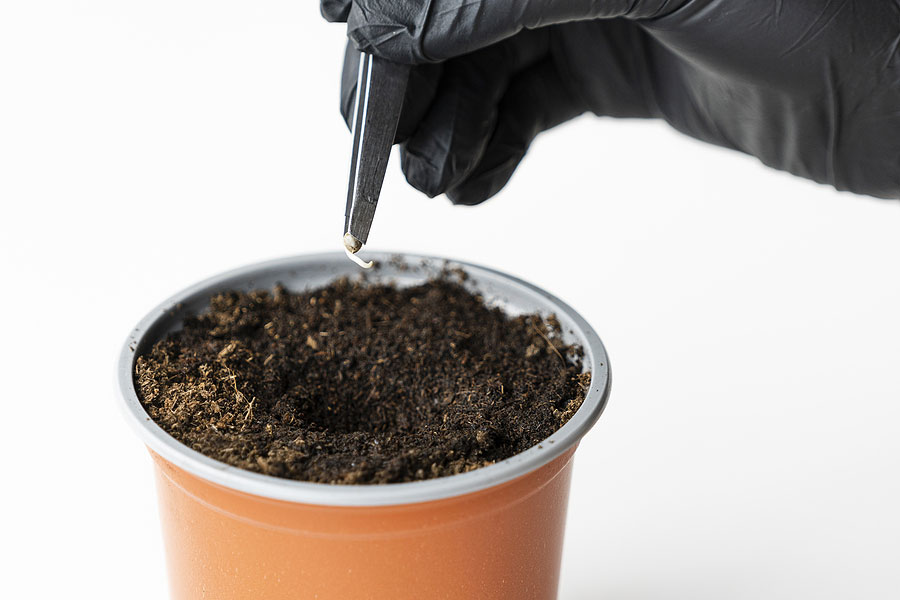 Germination Breakdown