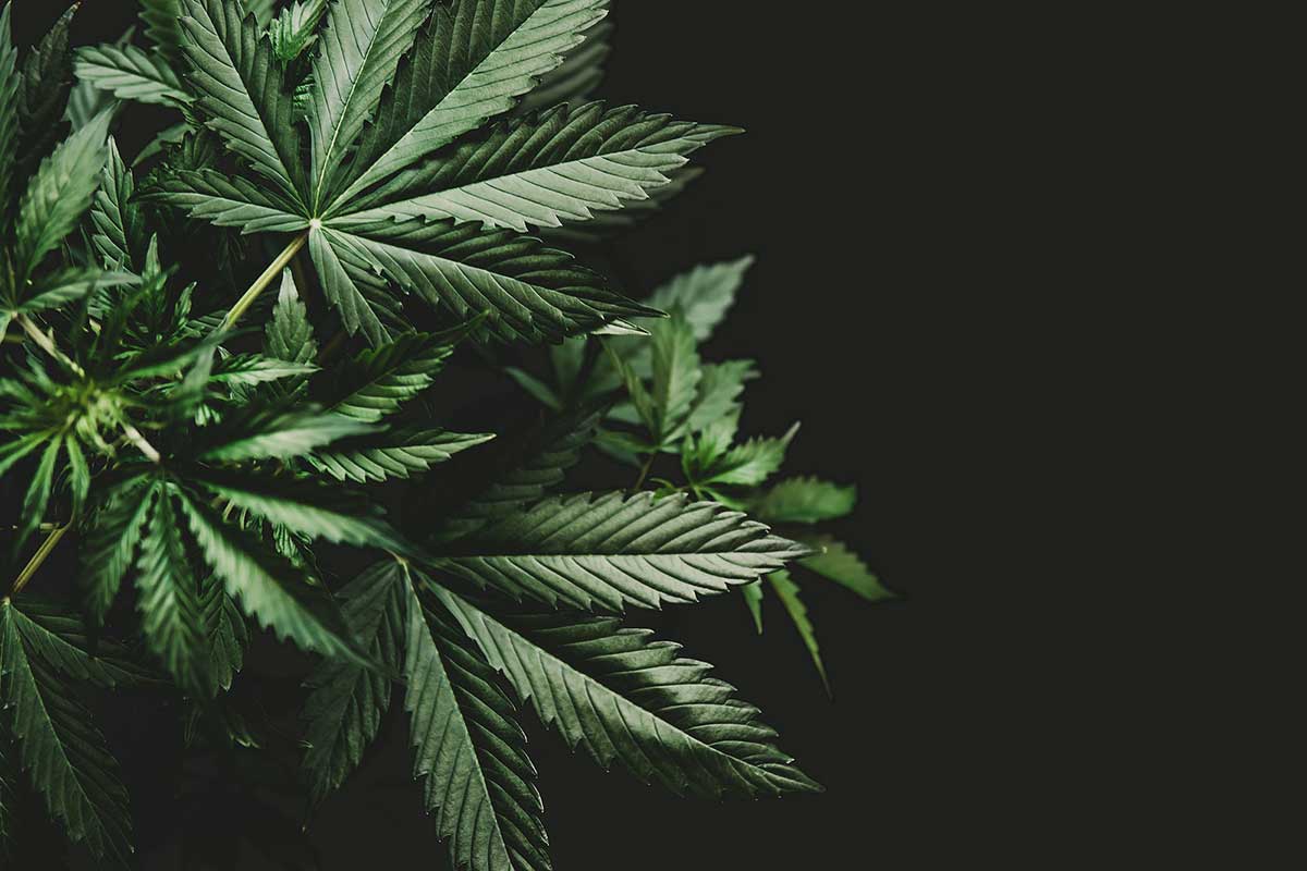 Cloning Cannabis Plants: Comparison Between Autoflowers and Photoperiod