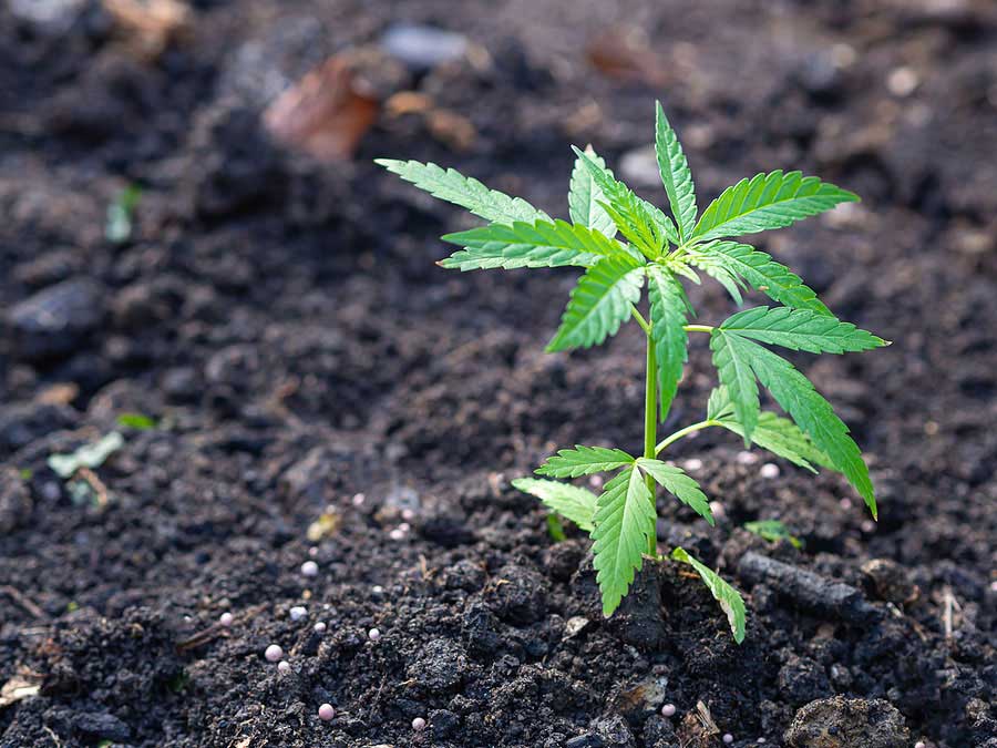 Growing Guide: Cultivating Marijuana Seeds