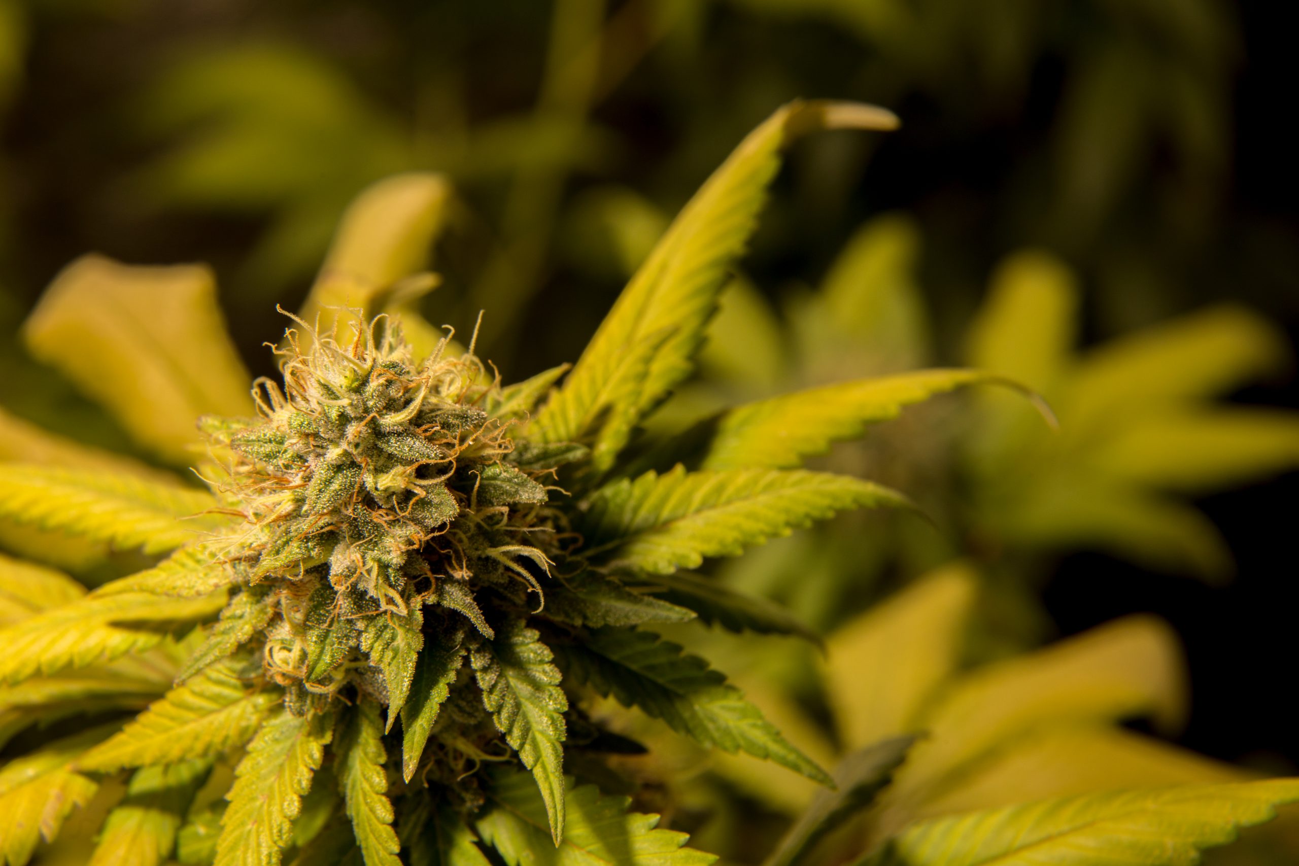Northern Lights Strain Profile: The Origin Of A True Indica Classic