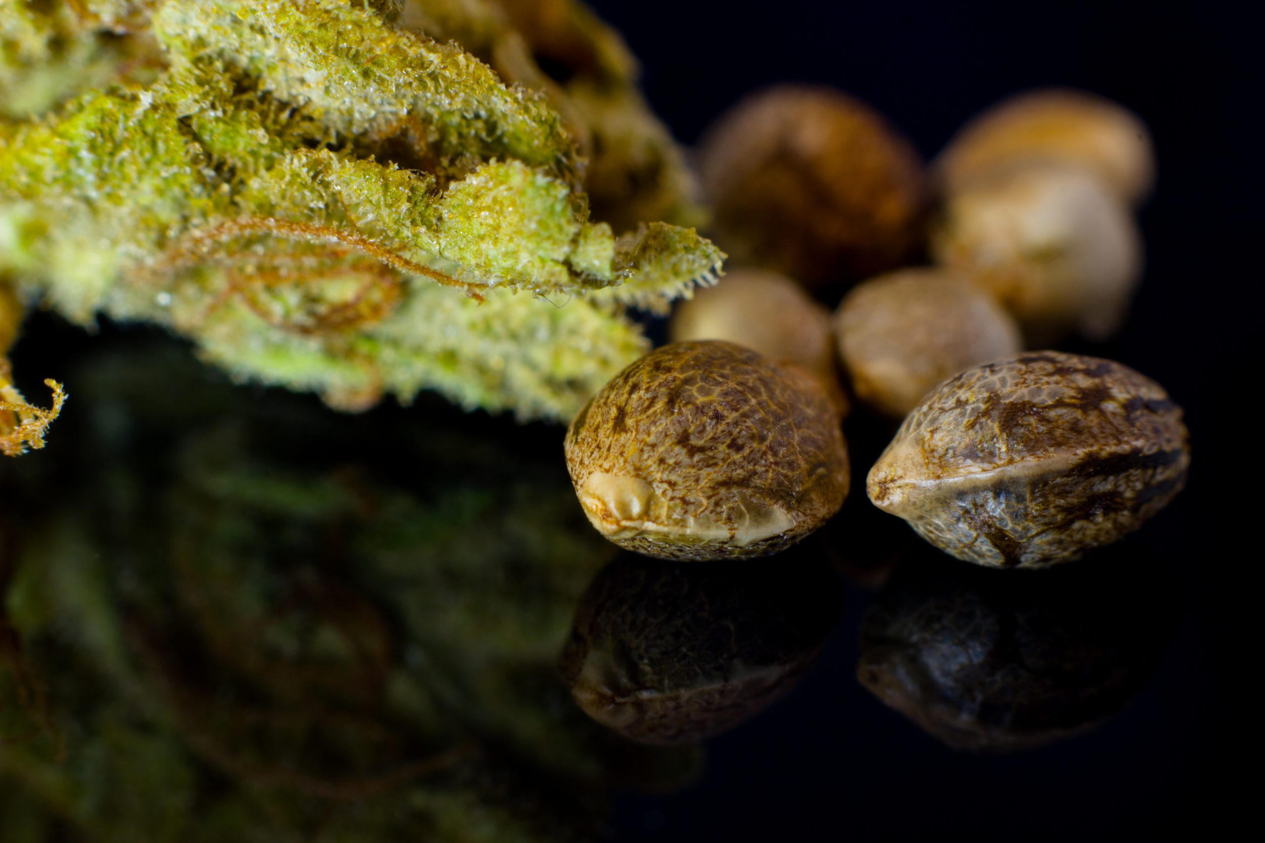 How To Find Seeds in Weed: A Useful Guide for Growers