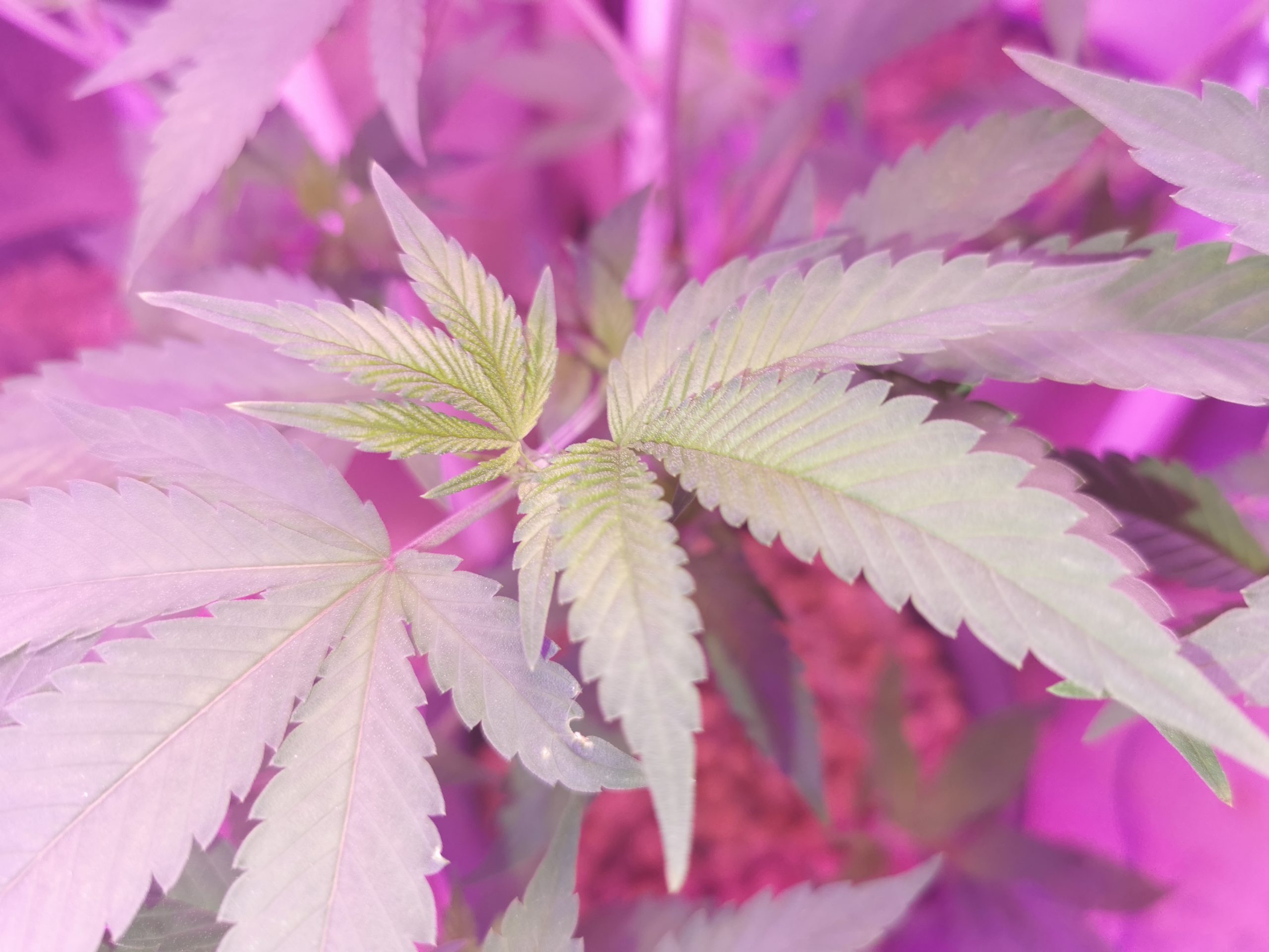 Buying Weed Seeds Online: A Beginner’s Guide