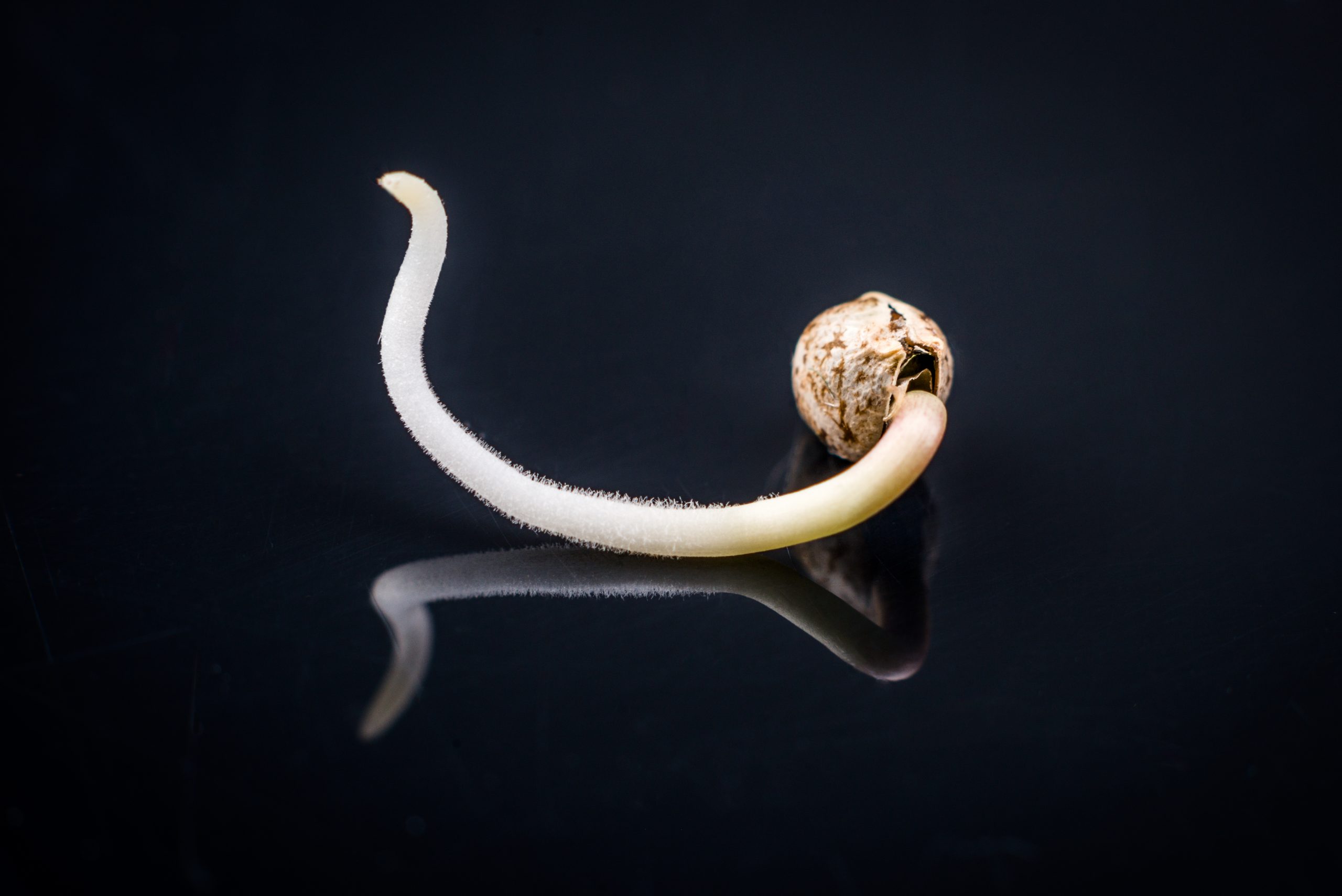 How to Germinate Marijuana Seeds: Everything You Need to Know