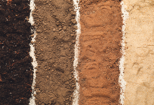 Finding the Right Soil For Your Plants: Autoflowering vs. Feminized