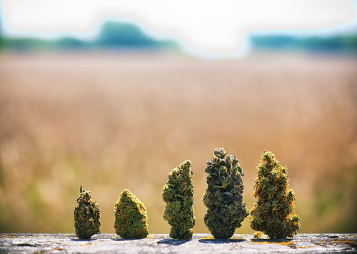 Top 10 Spring Strains: Best Outdoor Growing Strains