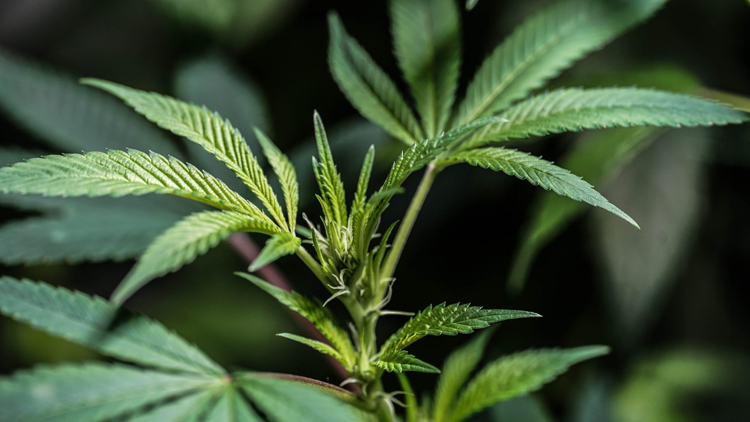 How Does The DEA Ruling Affect Medical Cannabis Grows?