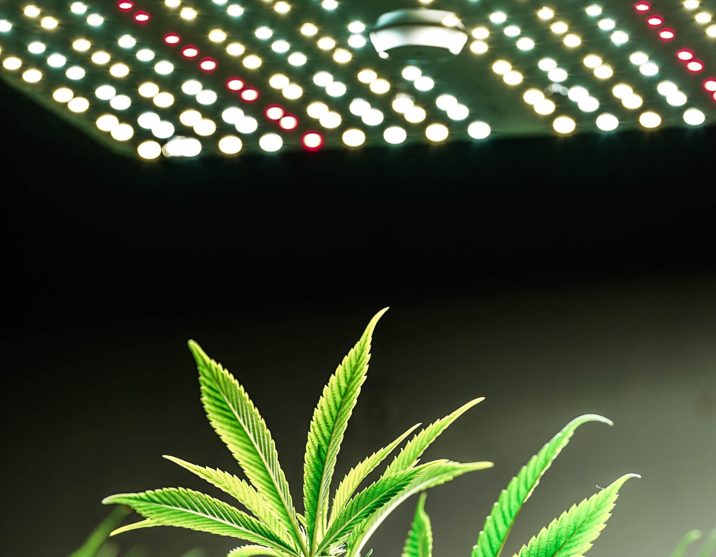 Light Schedules: How To Use Them And Why They Are Important