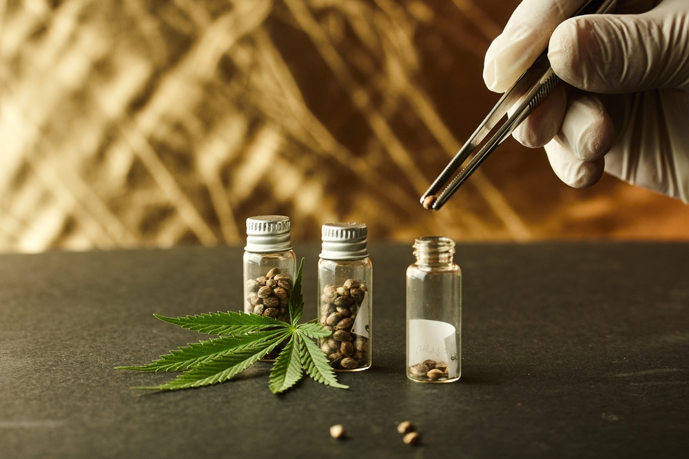 How Long Do Marijuana Seeds Last?: A Full Guide to Keeping Your Seeds Healthy