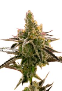 24K Gold Feminized Marijuana Seeds