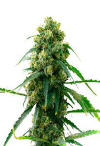 3 Kings Feminized Marijuana Seeds
