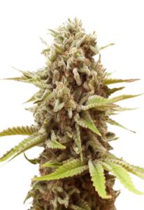A La Mode Feminized Marijuana Seeds