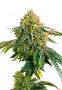 Afghan Feminized Marijuana Seeds