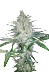Afghan Kush Feminized Marijuana Seeds