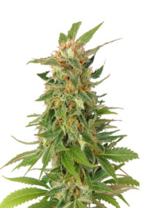 Alaskan Thunder Fuck Feminized Marijuana Seeds