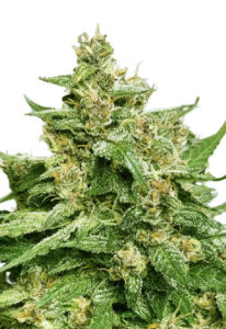 Alien Candy Autoflower Marijuana Seeds