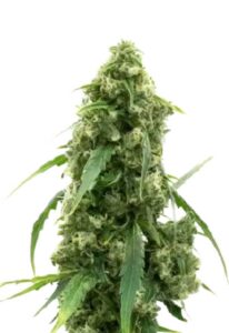 Alien Gorilla Glue Feminized Marijuana Seeds