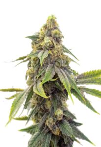 Alien OG Feminized  Marijuana Seeds