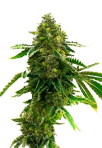 Alien Technology Feminized Marijuana Seeds