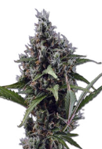 Aloha Autoflower Marijuana Seeds