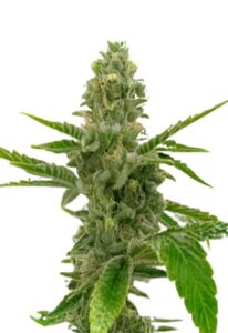 American Haze/ California Haze Feminized Marijuana Seeds