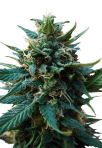 American Pie Feminized Marijuana Seeds